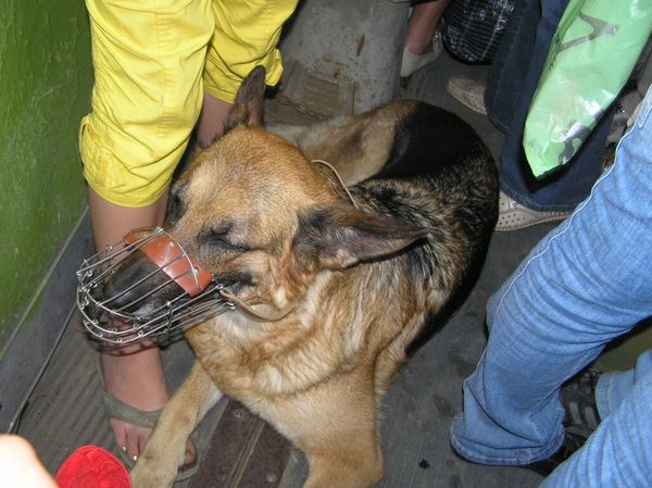 Езда в общественном транспорте с собакой