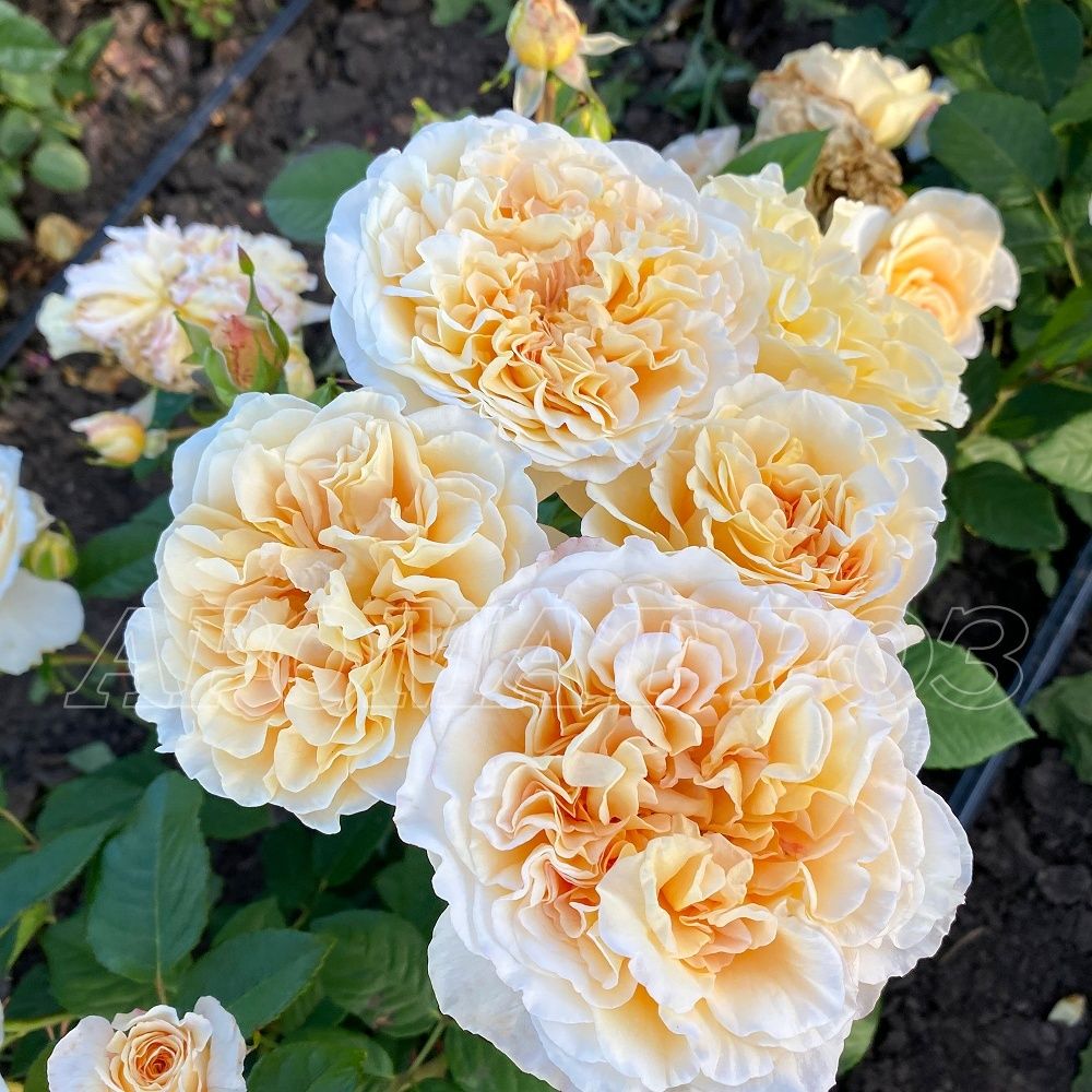 Мисс Файн (Miss Fine)