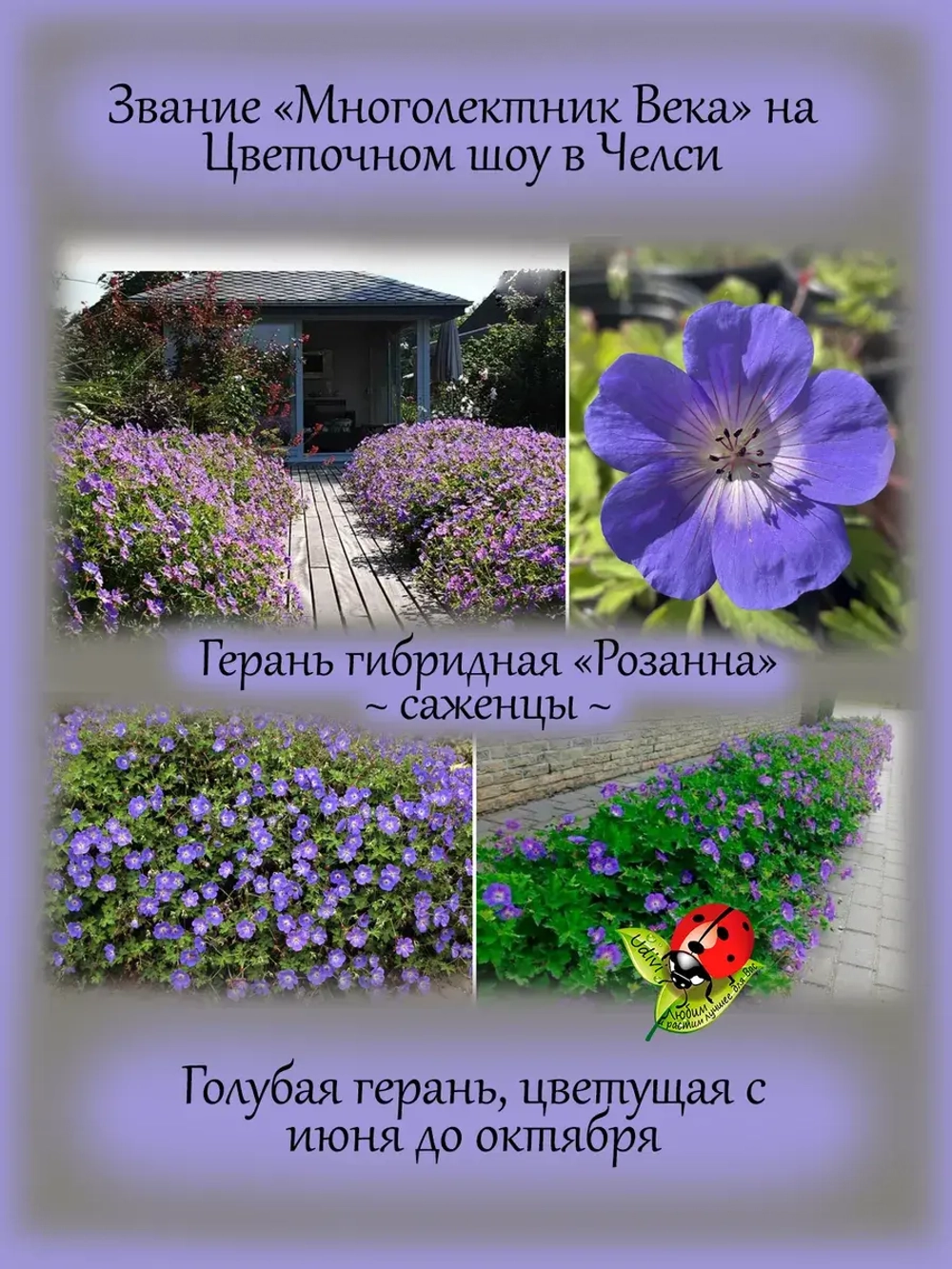 Герань Розанна гибридная голубая