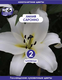Луковичные цветы Лилия, Саронно, 2 шт
