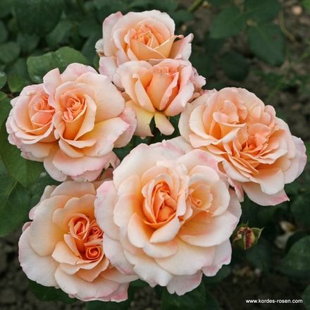 О Хэппи Дэй (Oh Happy Day)