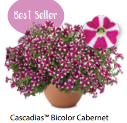 ЕВРО Петуния Cascadias Bicolour Cabernet ОКС укорененные черенки В наличии
