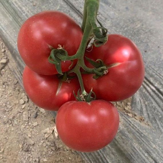 ПИНКВИН F1 семена томата Rijk Zwaan характеристика