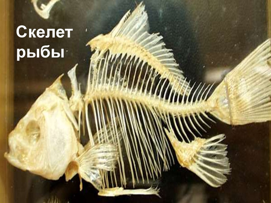 Скелет костистой рыбы