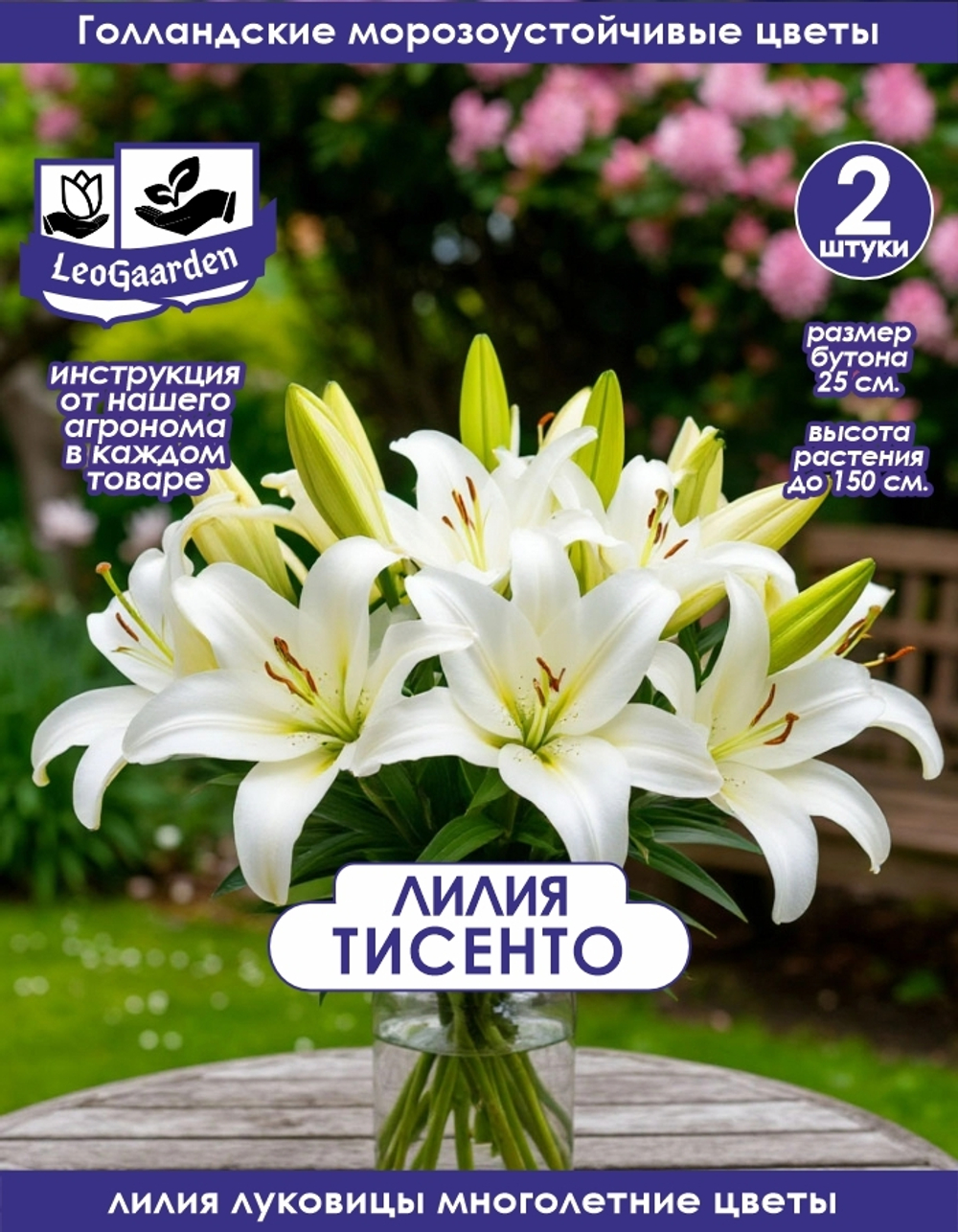 Лилия Луковица, Тисенто, 2 шт
