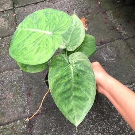 Сингониум MACROPHYLLUM FROSTED HEART