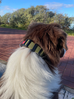 Ошейник для собак из Биотана , 25 мм , 30-40 см. Хаки /оранжевый. Ромб. Yki too