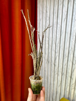 Эуфорбия Платиклада, D7см Н25см, 1шт, Urban Jungle (2962)