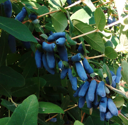 Жимолость Аквамарин