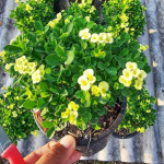 Эуфорбия Миля карликовая NAB THONG