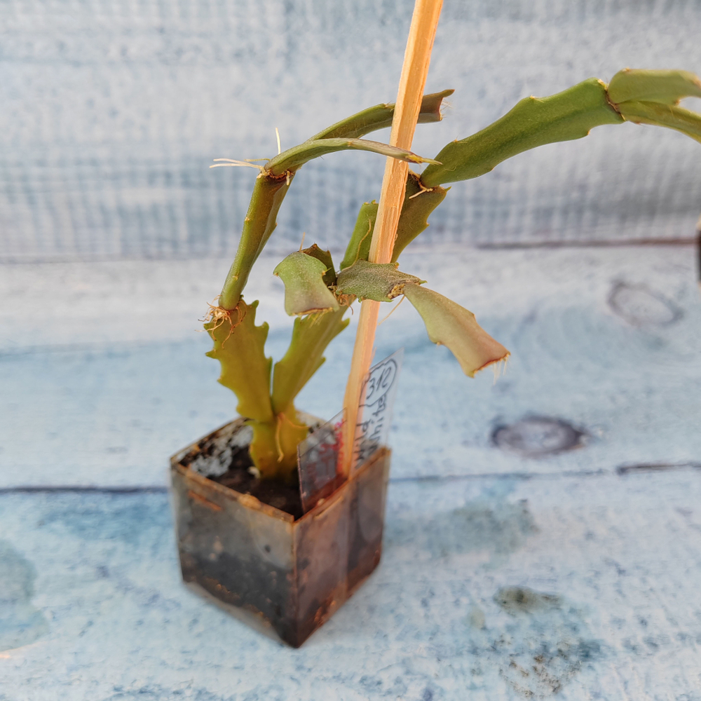 Schlumbergera Thor Wild Cactus White (Декабрист)