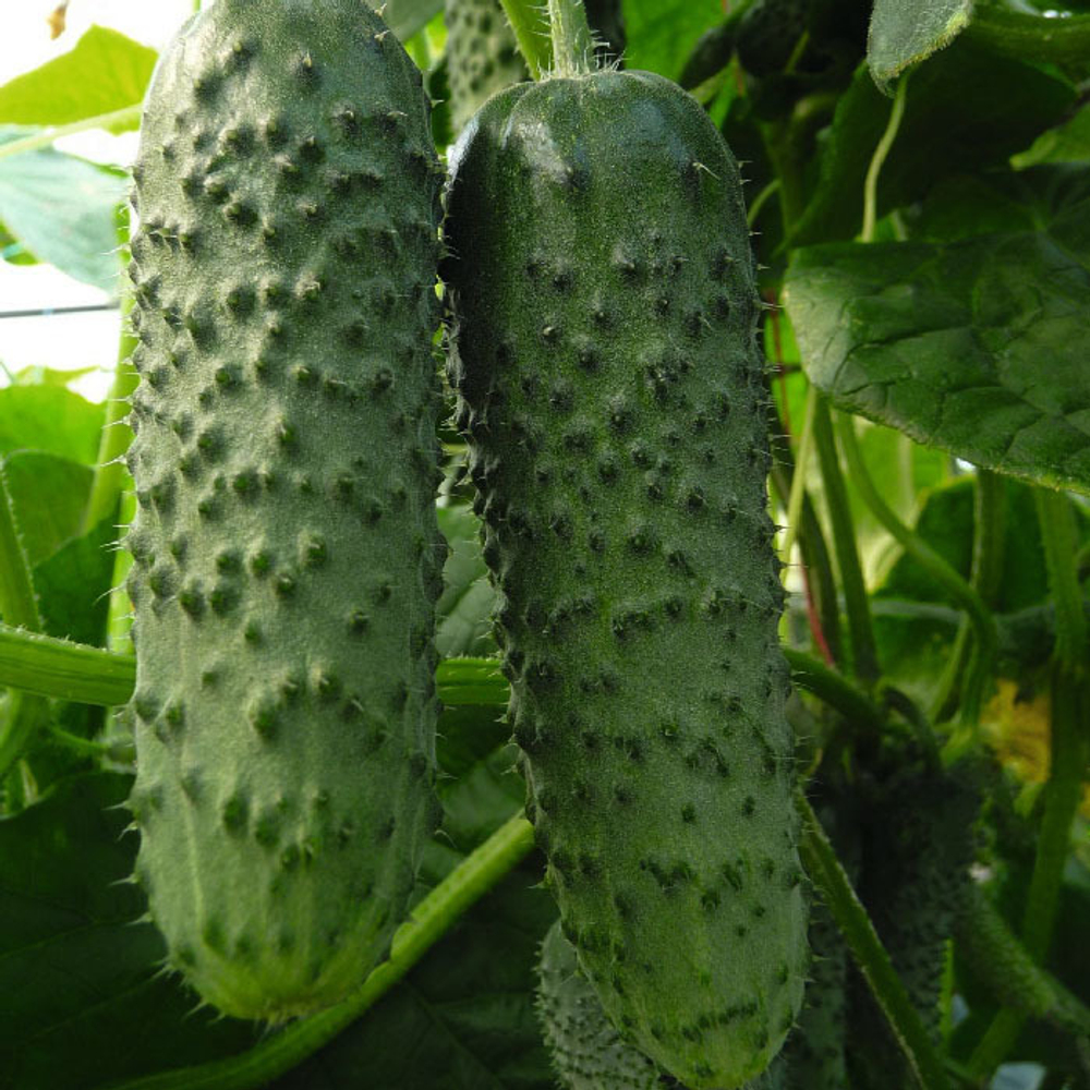 Амур F1 семена огурца партенокарпического (Bejo / Бейо)