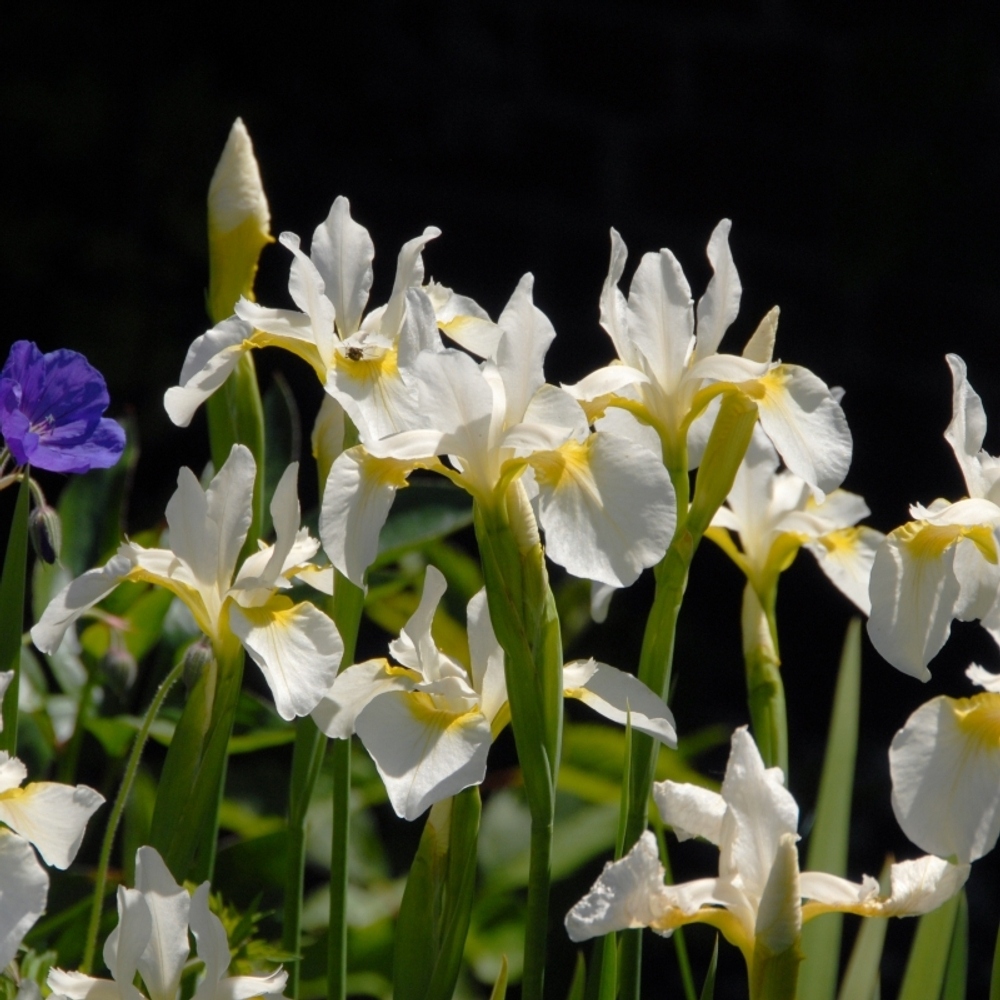 Ирис сибирский  "Snow Queen". Iris sibirica "Snow Queen".