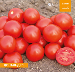 Дональд F1 семена томата процессингового (Nunhems / Нюнемс)