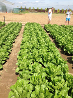 Максимус семена салата ромэн (Rijk Zwaan / Райк Цваан)