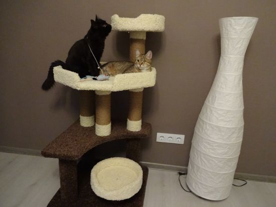 Когтеточка К-78