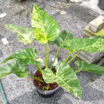 Филодендрон GIGANTEUM VAR s.L