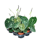 Антуриум хрустальный