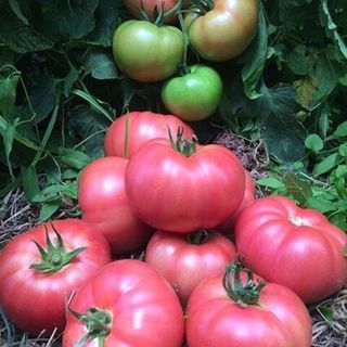 Томат Пинк Маргари F1 50  ( семян )