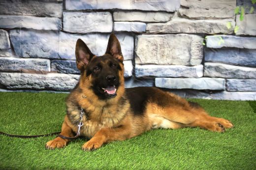 ШТУРМАН Из Поместья Боговик 25.08.2024 д.р. - подробнее...→