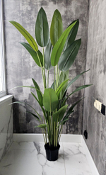 Стрелиция королевская, 175 см, без кашпо