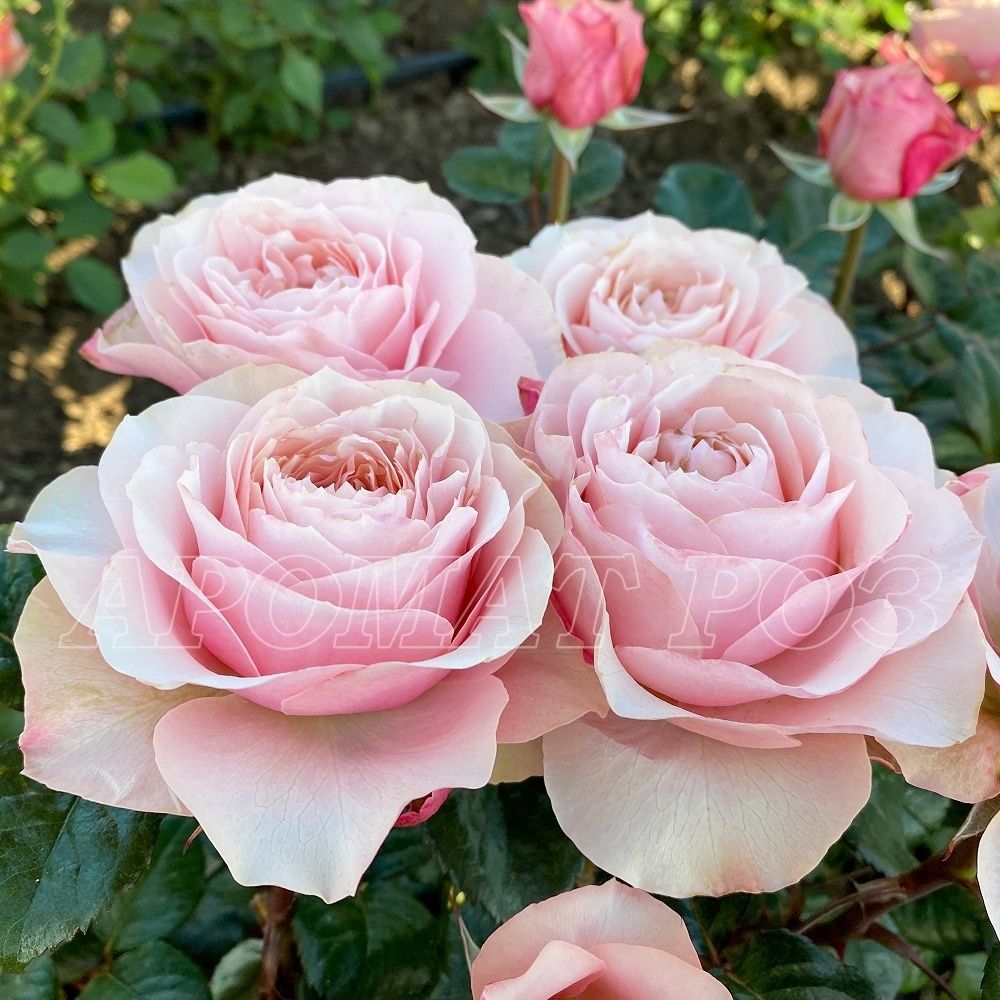 Блумсбери (Bloomsbury)