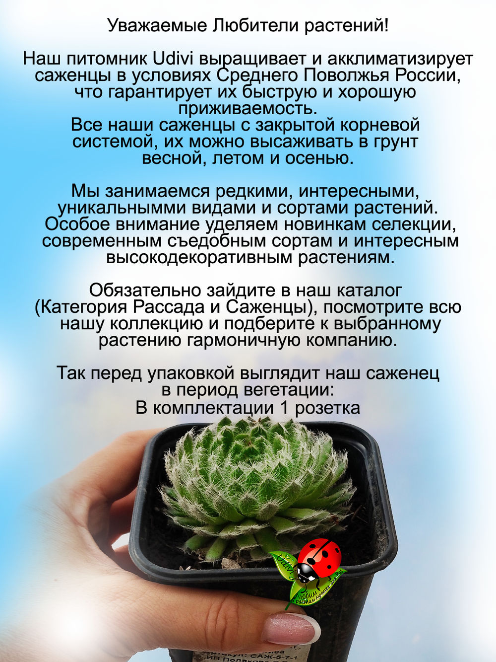 Молодило реснитчатое Бориса каменная роза