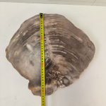 Набор из окаменелого дерева 4 предм Fossil Set NF-63287 поднос 149