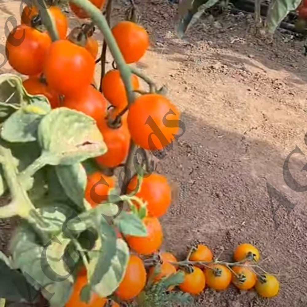 Марцано F1 томат River Seeds профессиональные семена