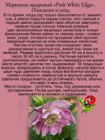 Морозник Розовый с белой окантовкой Дабл Пинк Уайт Эдж