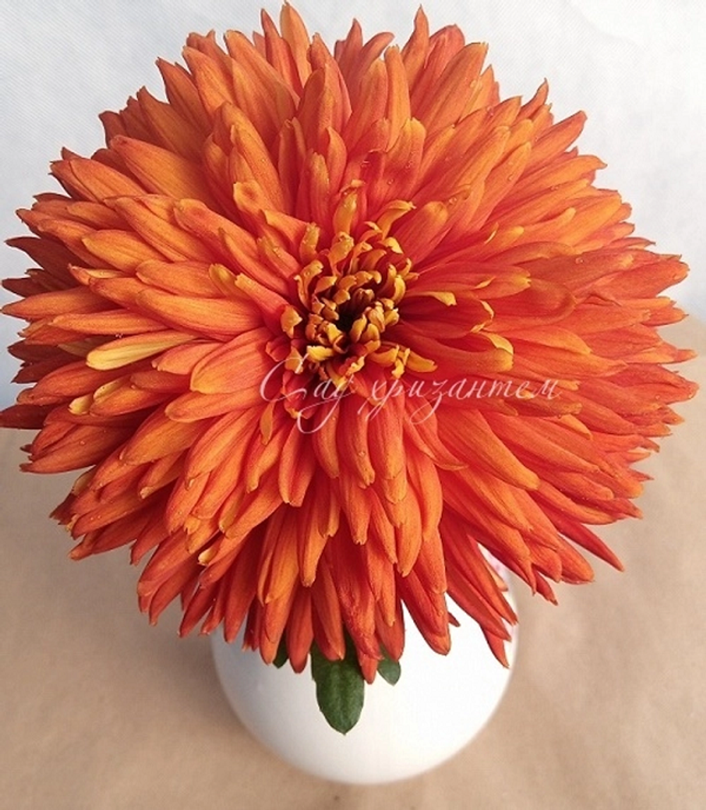 Хризантема одноголовая Эскорт ☘🌻 о.84 (нет в наличии)