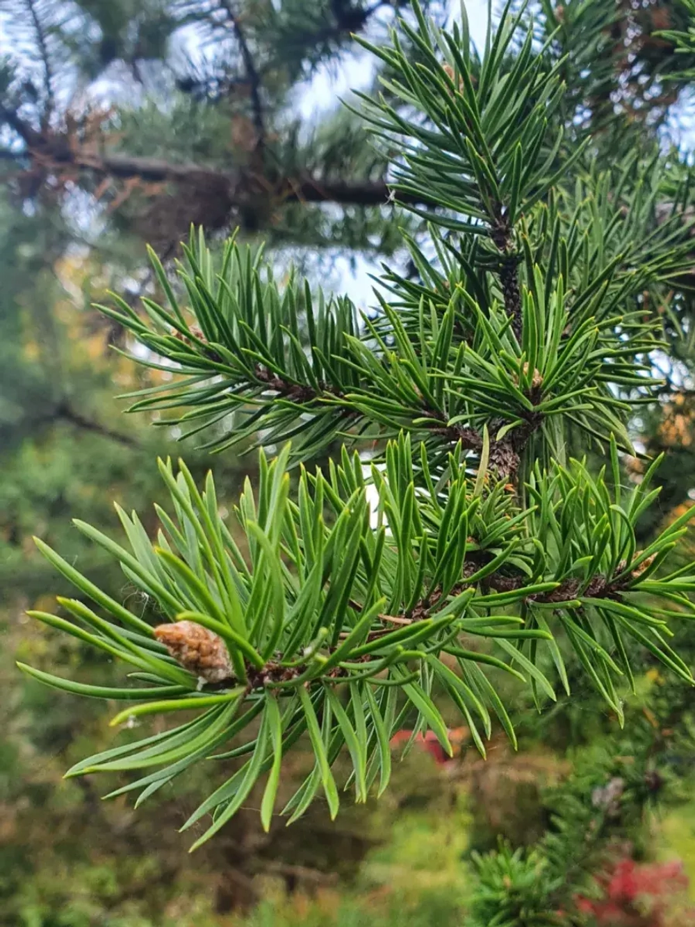 Семена Сосна Вашу (Pinus washoensis) 1гр