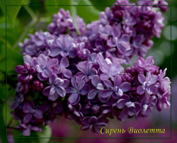 Сирень Виолетта