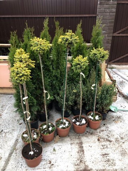 Ель сербская Peve Tijn штамб 100 см шапка 20 см (Певе Тиджин)