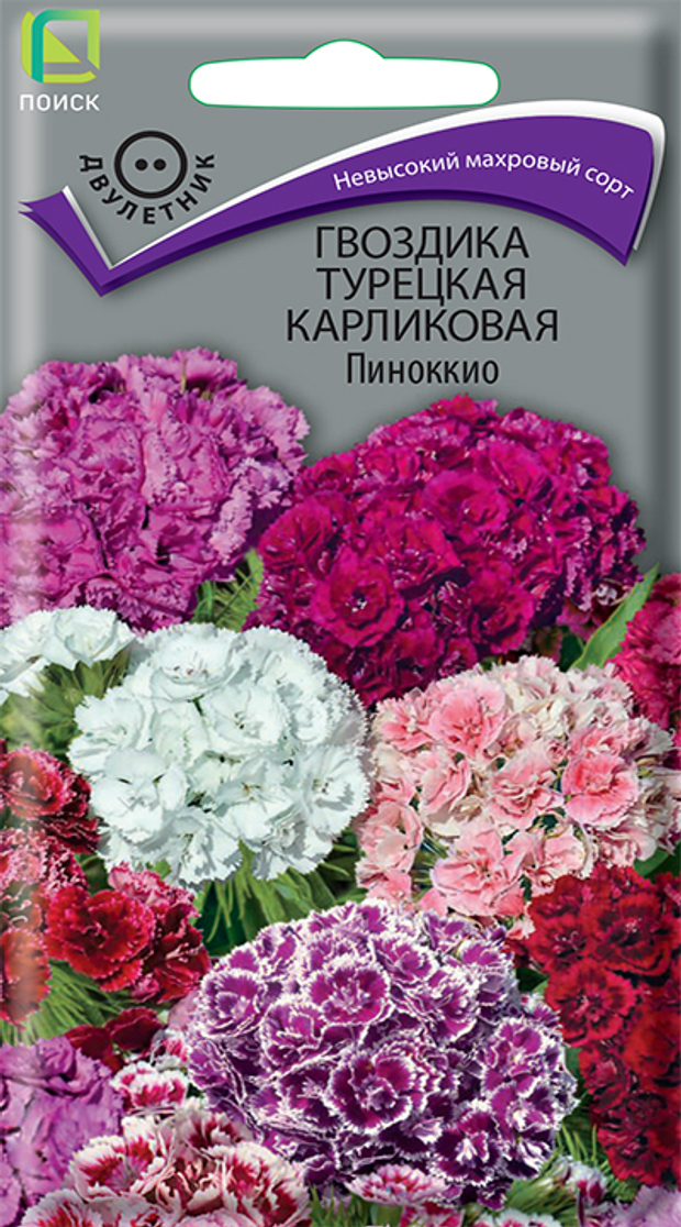 Гвоздика Турецкая карликовая Пиноккио