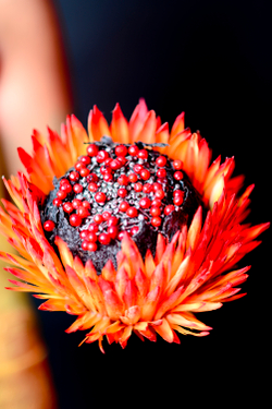 International Floral Art 2014/2015