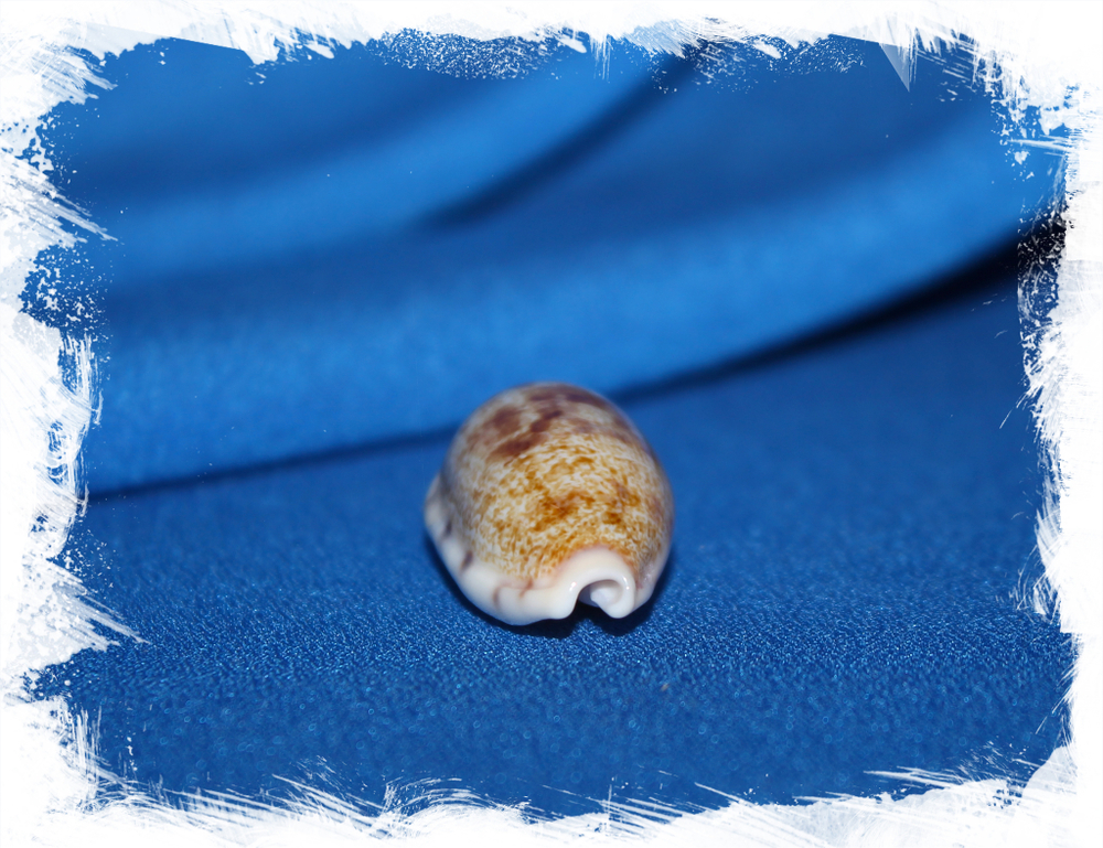 Ципрея терес (Talostolida teres)