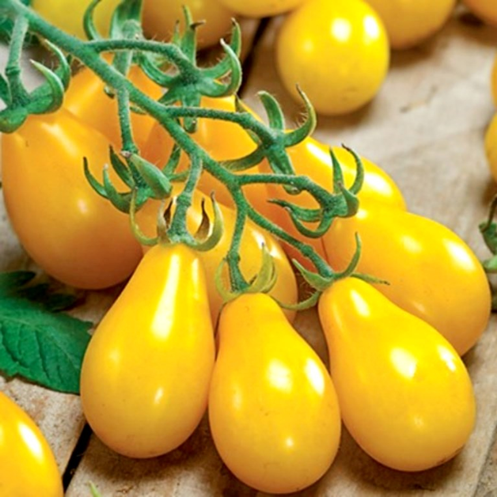Черри Помидоры Yellow Pear - Жёлтая Груша