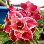 Адениум MANORA