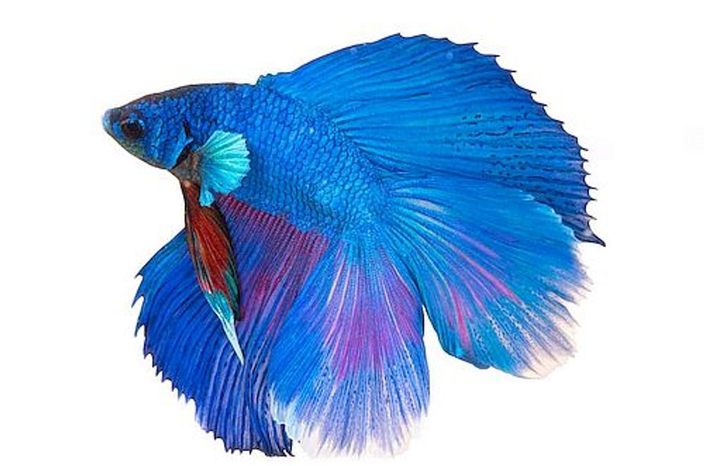 Петушок супердельта(435)