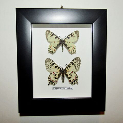 Бабочка Allancastria пара в рамке