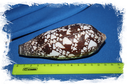 Конус ауликус (Conus aulicus)