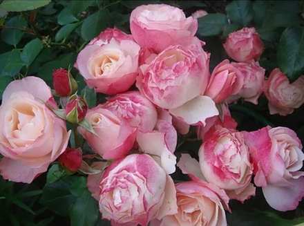 Роза Дольчецца (Dolcezza)