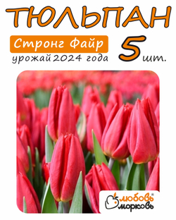 Тюльпан Луковица, Стронг Файр, 5шт