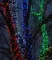 Комплект гирлянды на деревья 100 м., 5 лучей по 20 м, 24V, 1000 красных LED ламп, черный ПВХ, LTC (KDD1000-11-1R)
