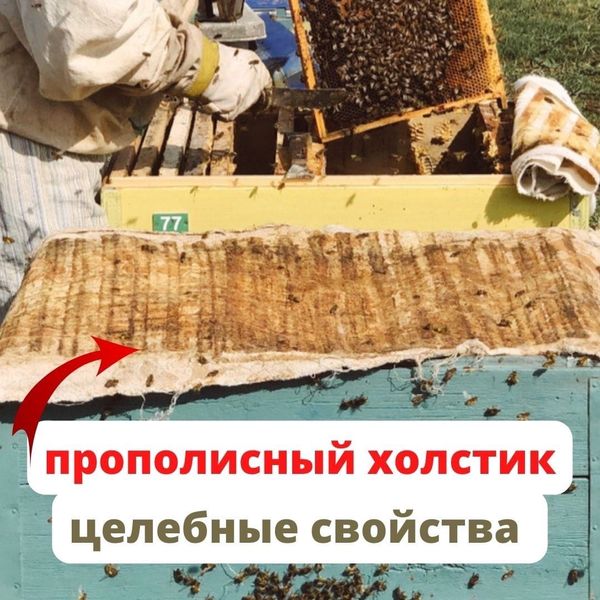 ПРОПОЛИСНЫЙ ХОЛСТИК