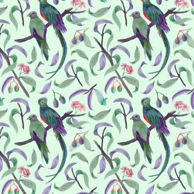 Райская птица квезаль в тропическом лесу. A couple of quezals in the tropical forest.