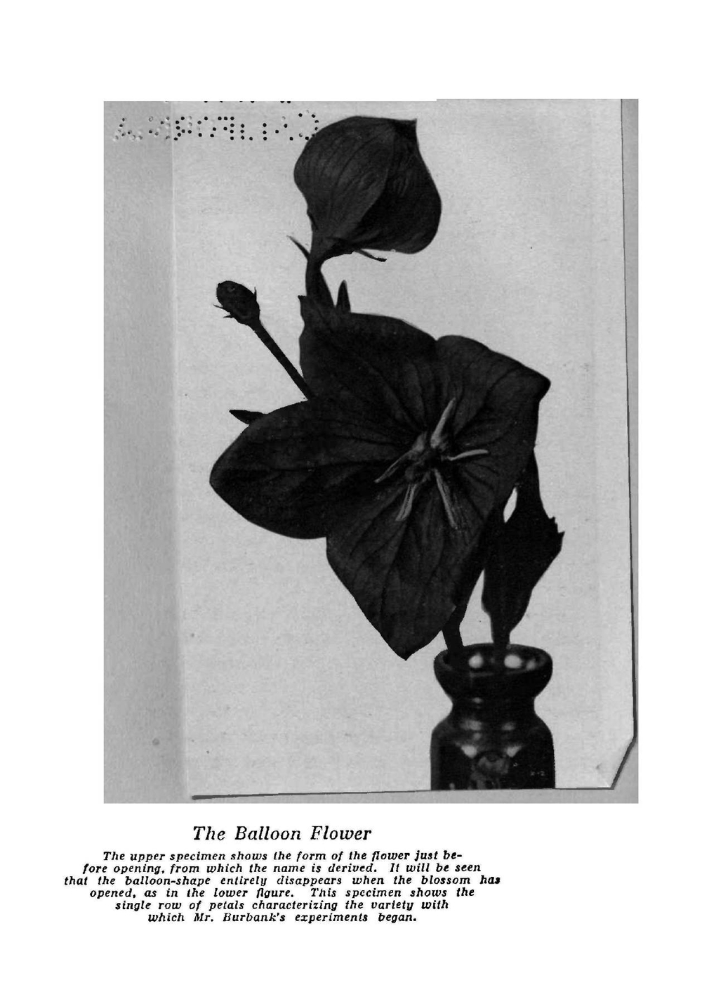 Luther Burbank: His methods and discoveries and their practical application. Volume 10 | Luther Burbank