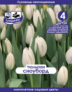 Тюльпан Сноуборд, 4 штук,