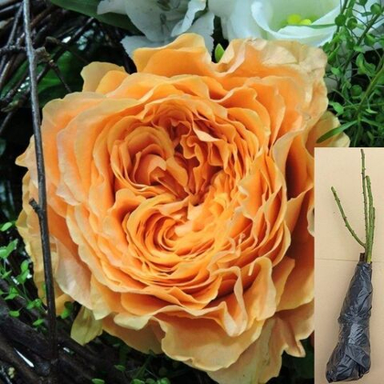 Роза Каралуна чайно-гибридная саженец с ОКС.